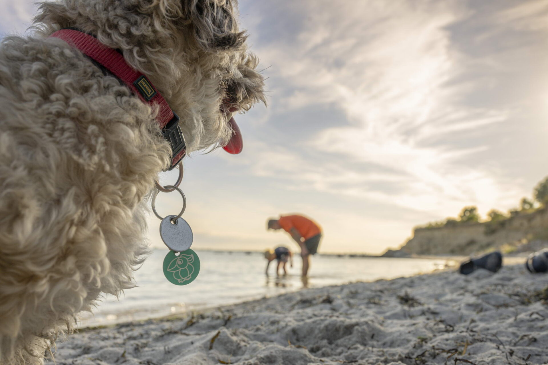 Vater, sein Kind und ein Hund spielen barfuß am Strand.