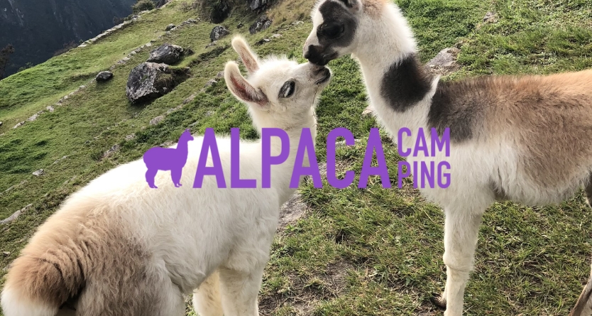 Logo von Alpaca Camping vor einem Hintergrund mit zwei Alpakas.