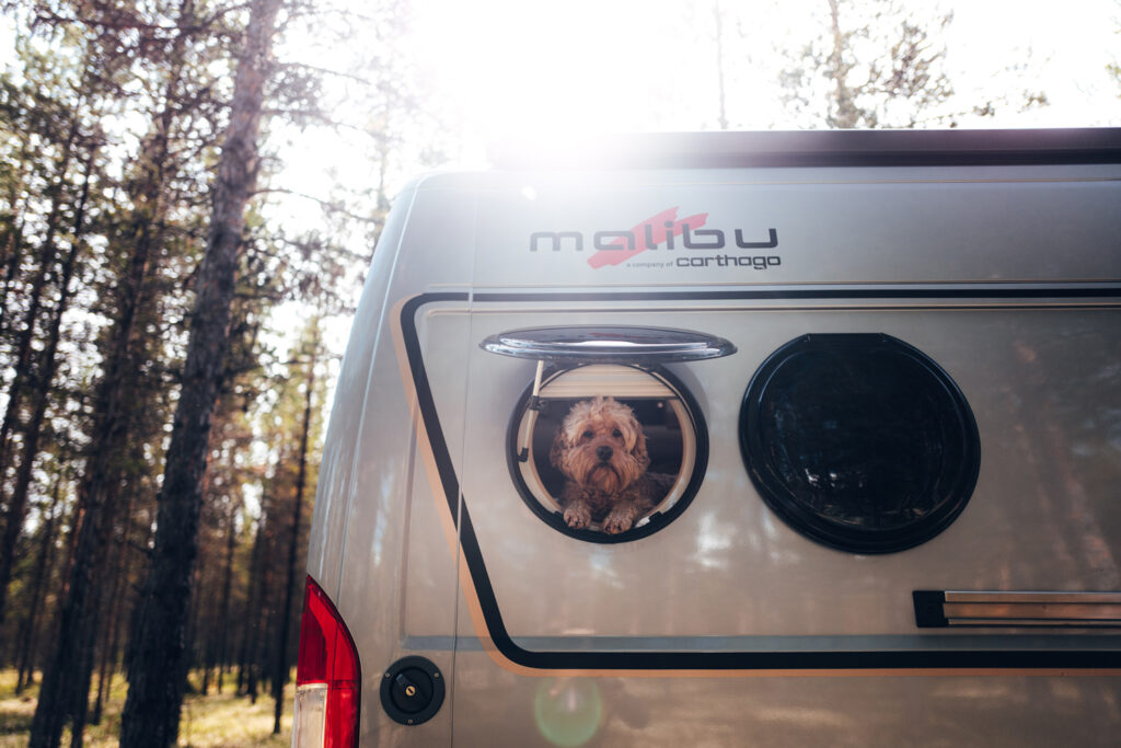 Die Rückseite eines Malibu Vans, auf der ein rundes Fenster geöffnet ist. Ein kleiner, lockiger Hund schaut neugierig durch die Öffnung, während im Hintergrund ein sonniger Wald zu sehen ist.